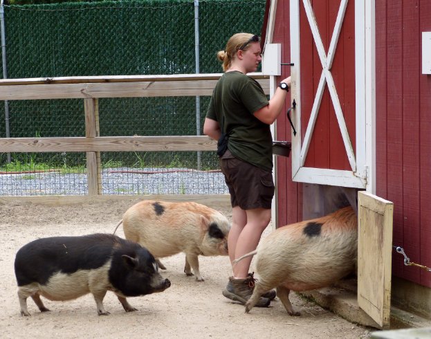 Feeding the pigs